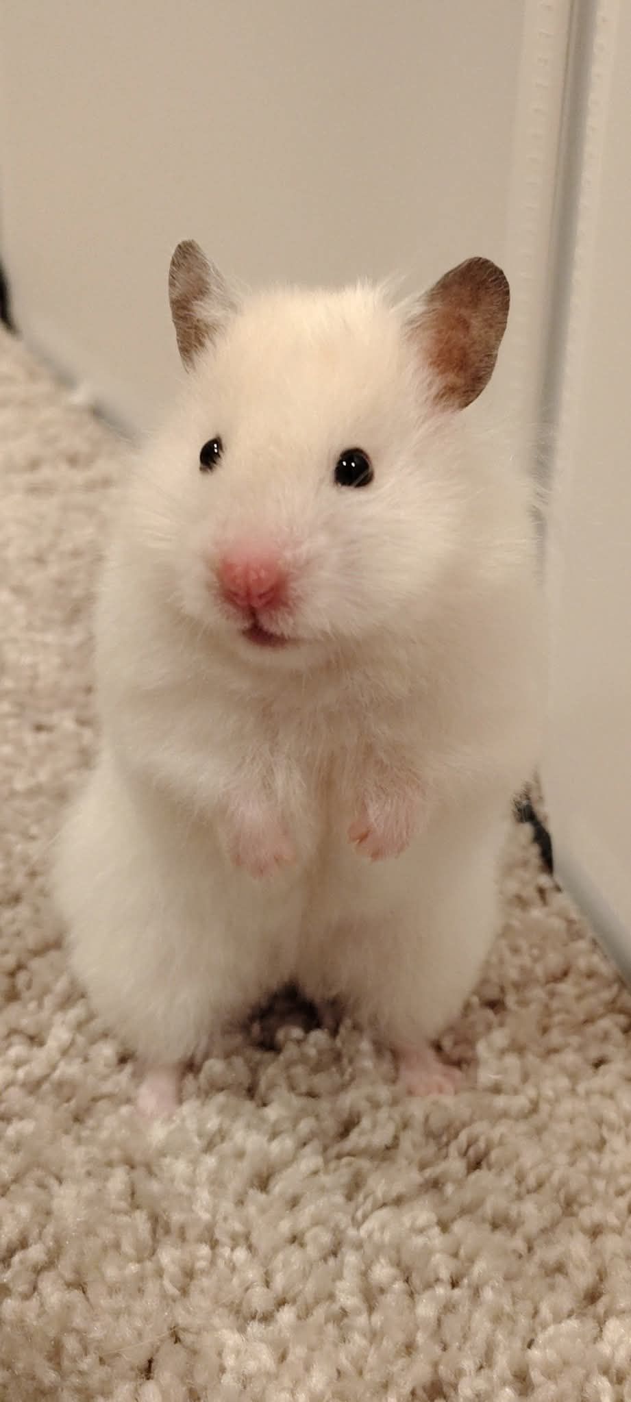 Little Critter Crew - Small Animal Rescue