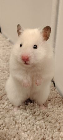 Little Critter Crew - Small Animal Rescue