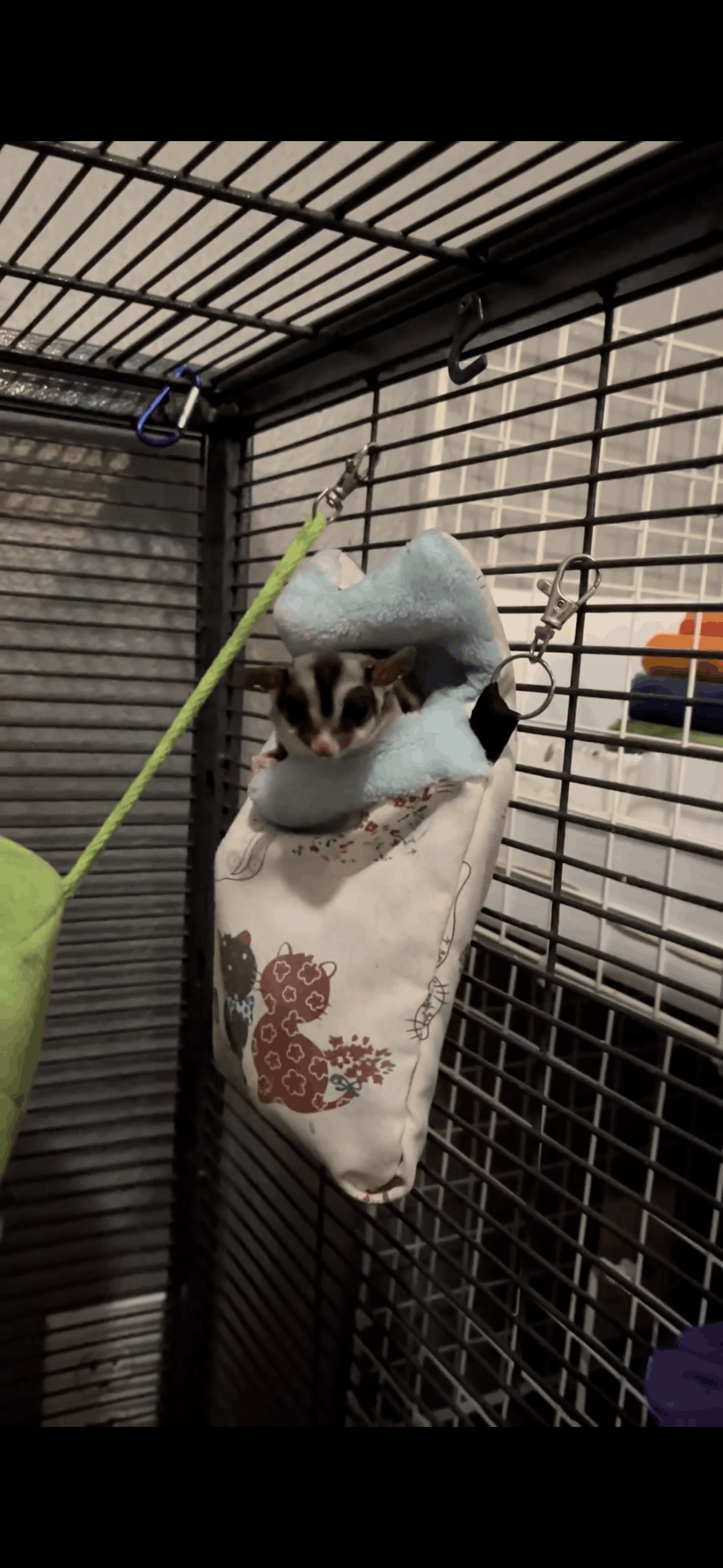Little Critter Crew - Small Animal Rescue