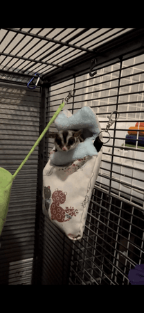 Little Critter Crew - Small Animal Rescue