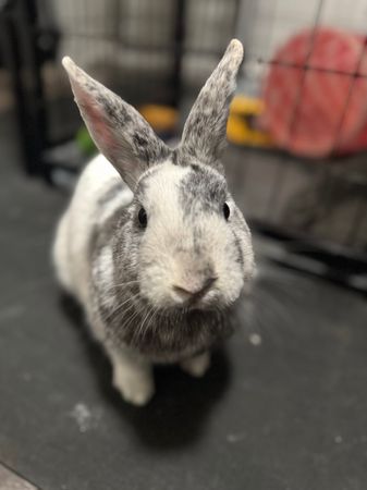 Little Critter Crew - Small Animal Rescue