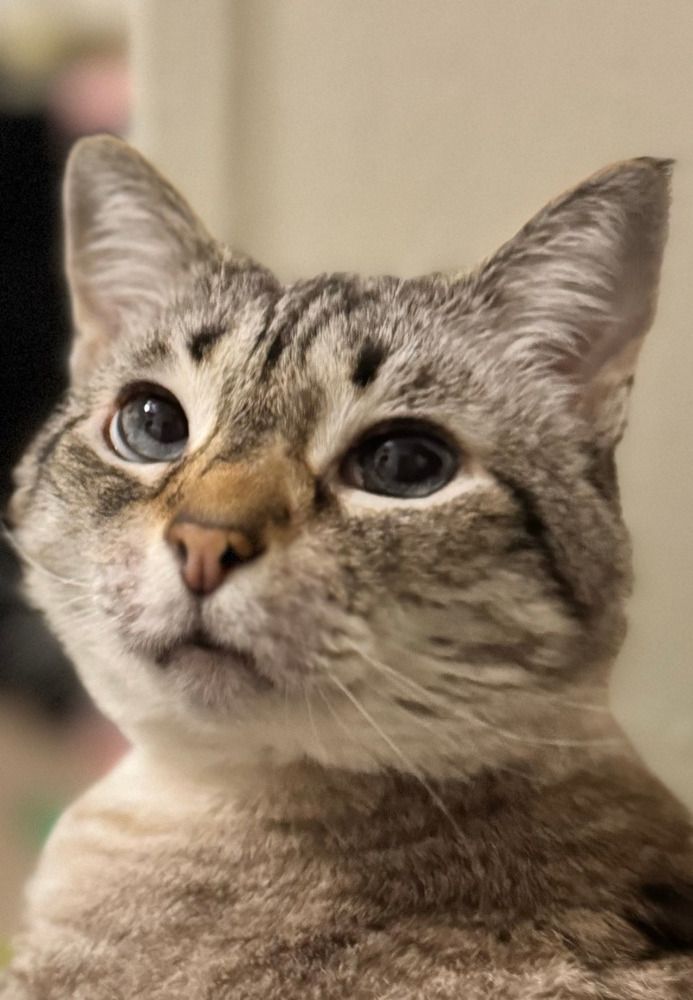 Hospice Pet Advocate dba Patient Pet Advocates