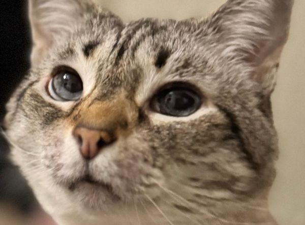 Hospice Pet Advocate dba Patient Pet Advocates