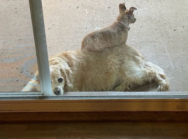 Hospice Pet Advocate dba Patient Pet Advocates