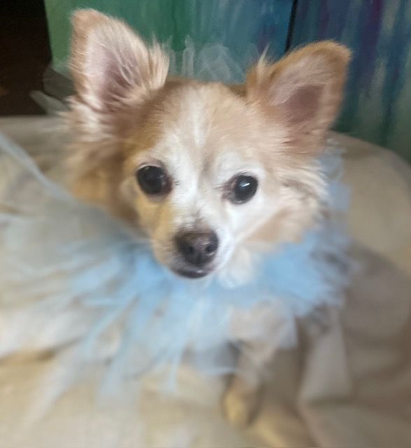 Hospice Pet Advocate dba Patient Pet Advocates