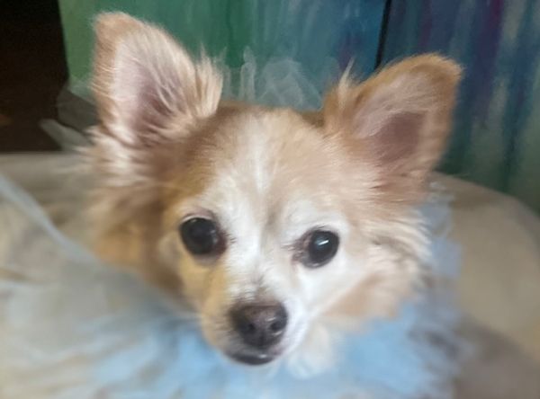 Hospice Pet Advocate dba Patient Pet Advocates