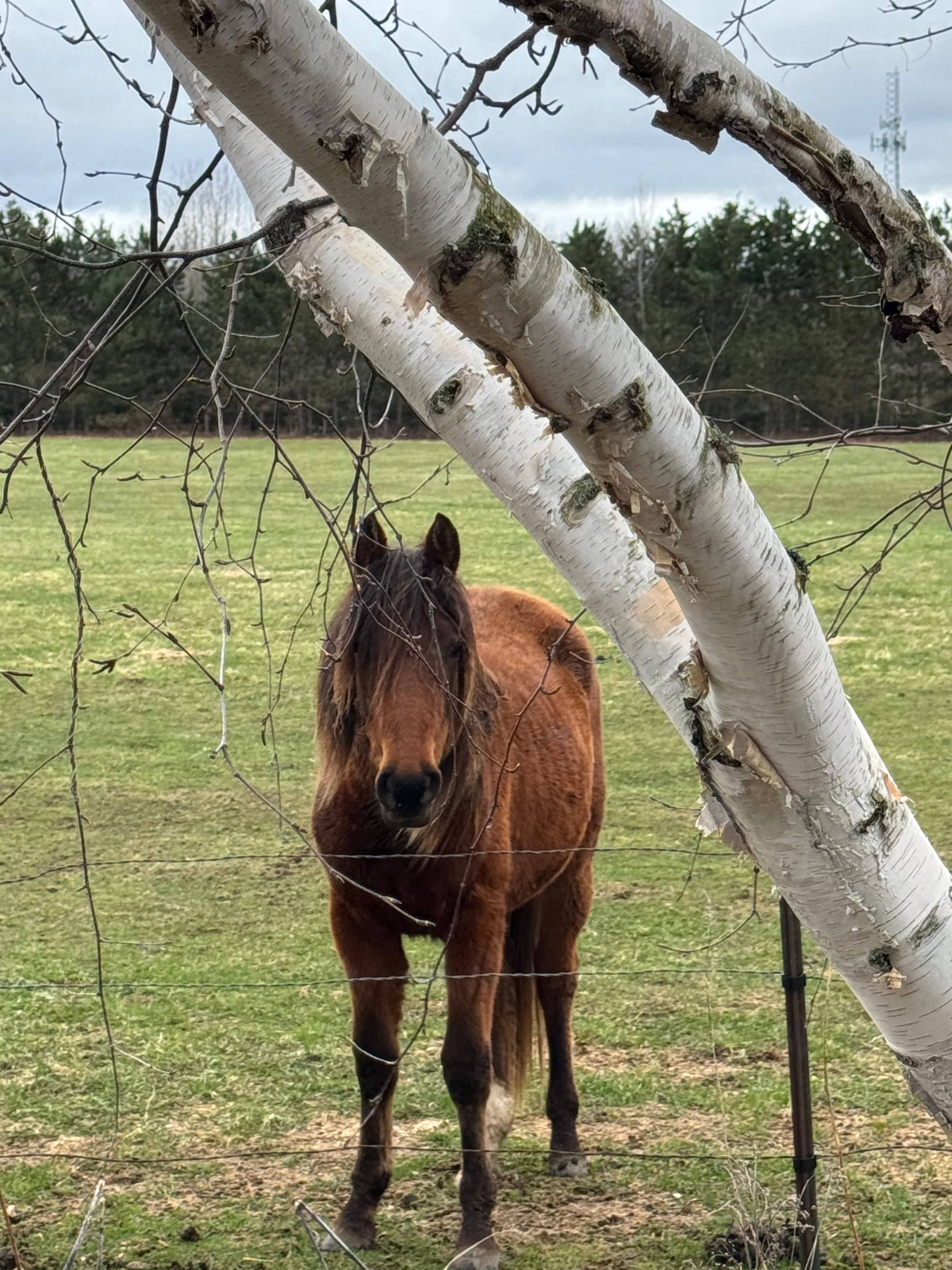 Wild Hearts Farm & Rescue
