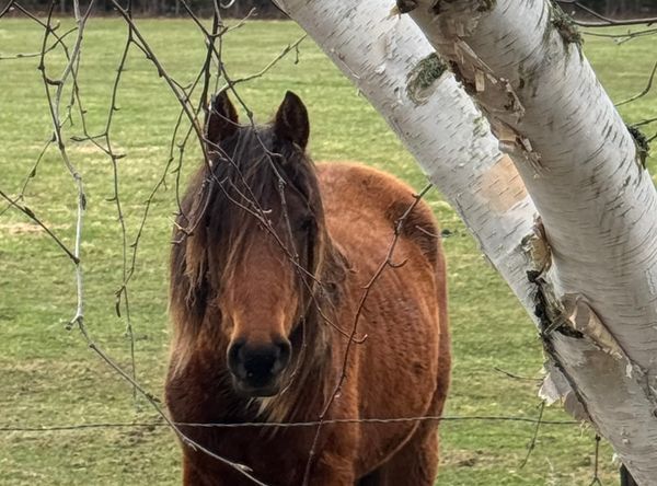 Wild Hearts Farm & Rescue
