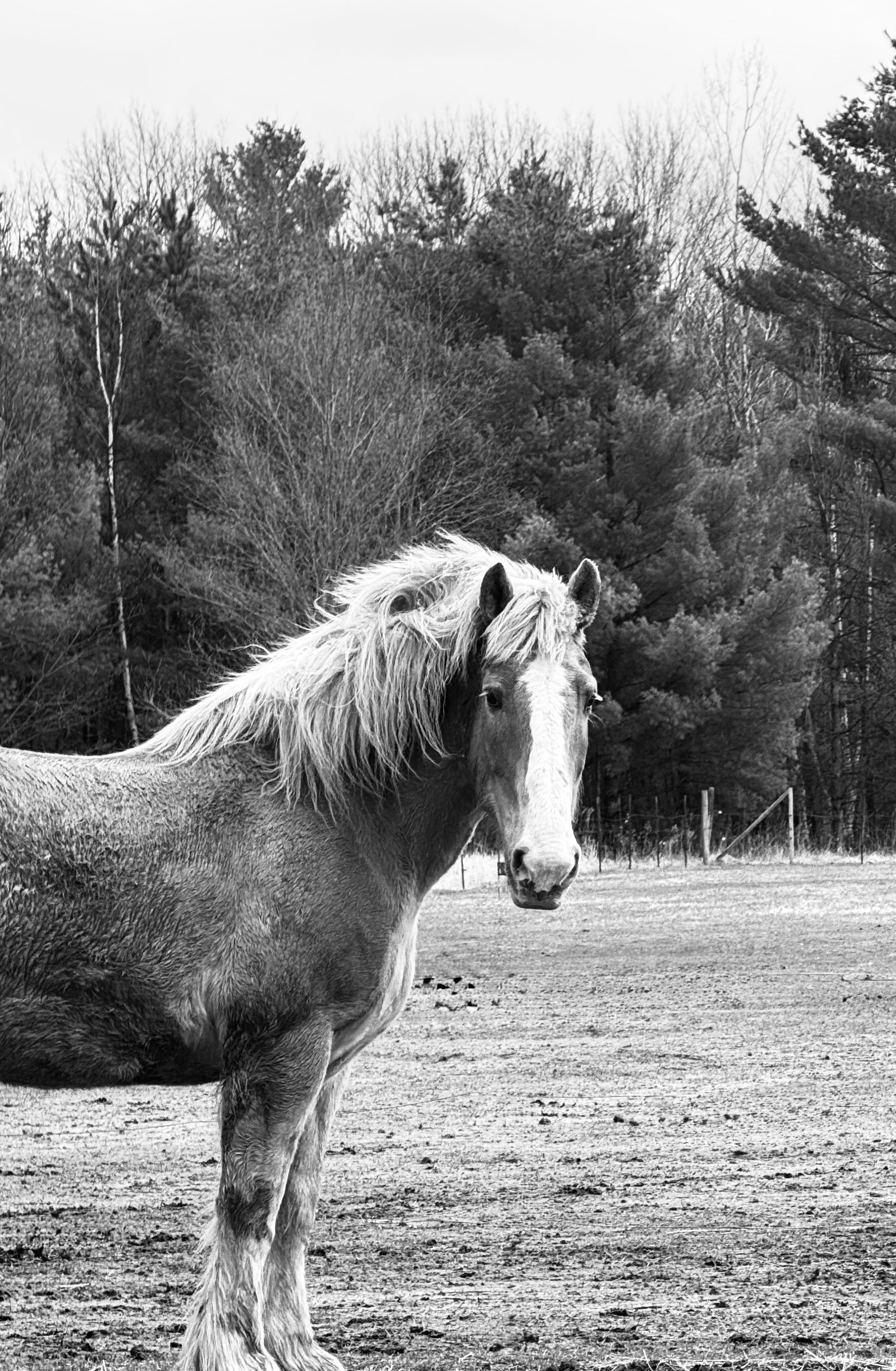 Wild Hearts Farm & Rescue