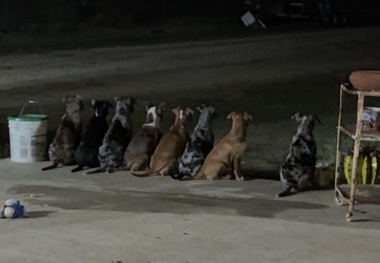 Bosque Animal Rescue Kennels