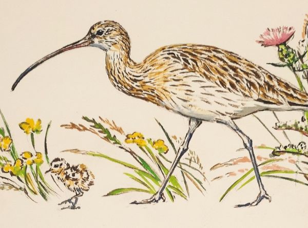Curlew Action