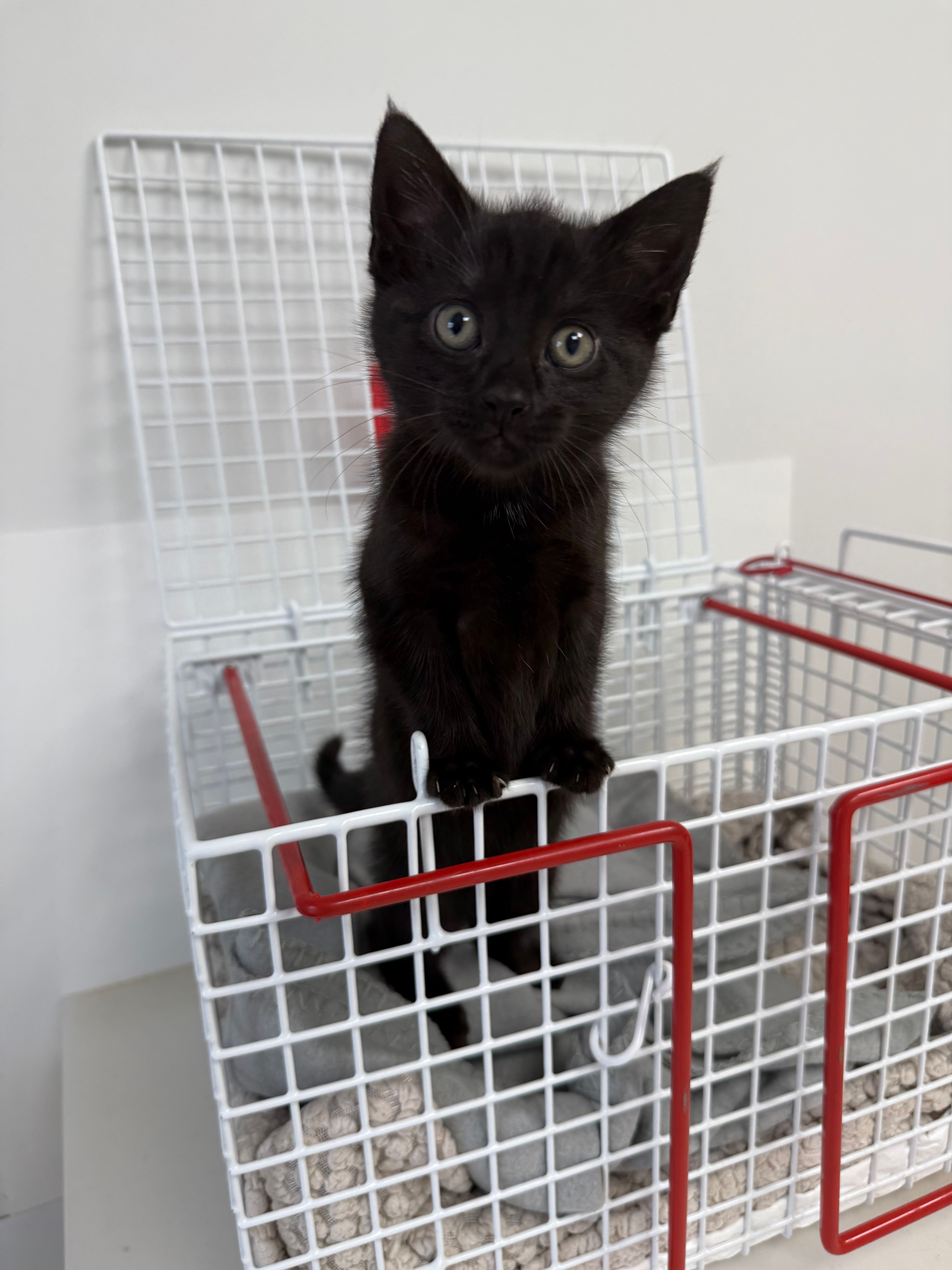 Little Paws Woodcote