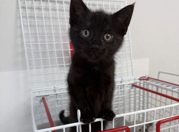 Little Paws Woodcote