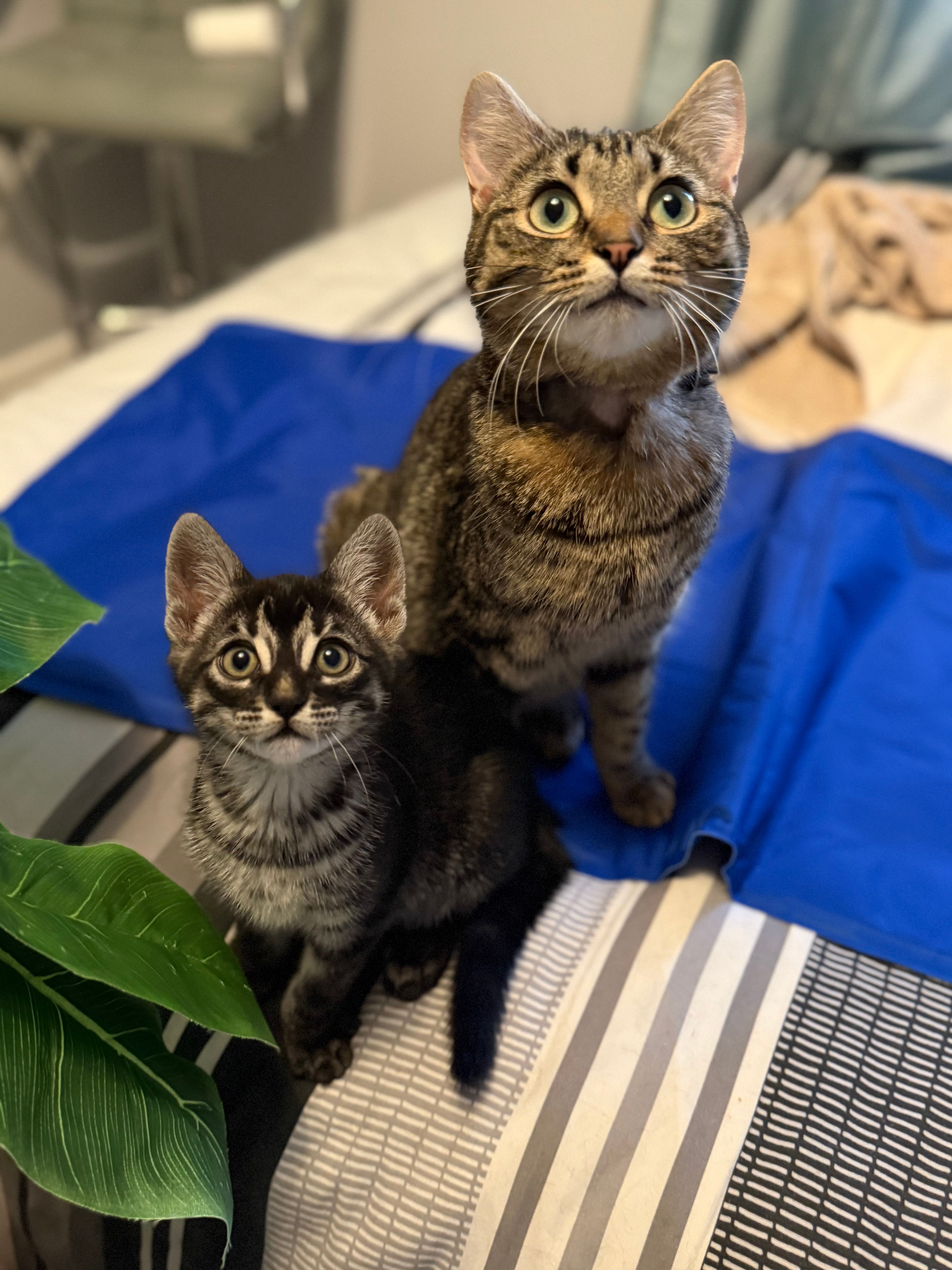 Little Paws Woodcote