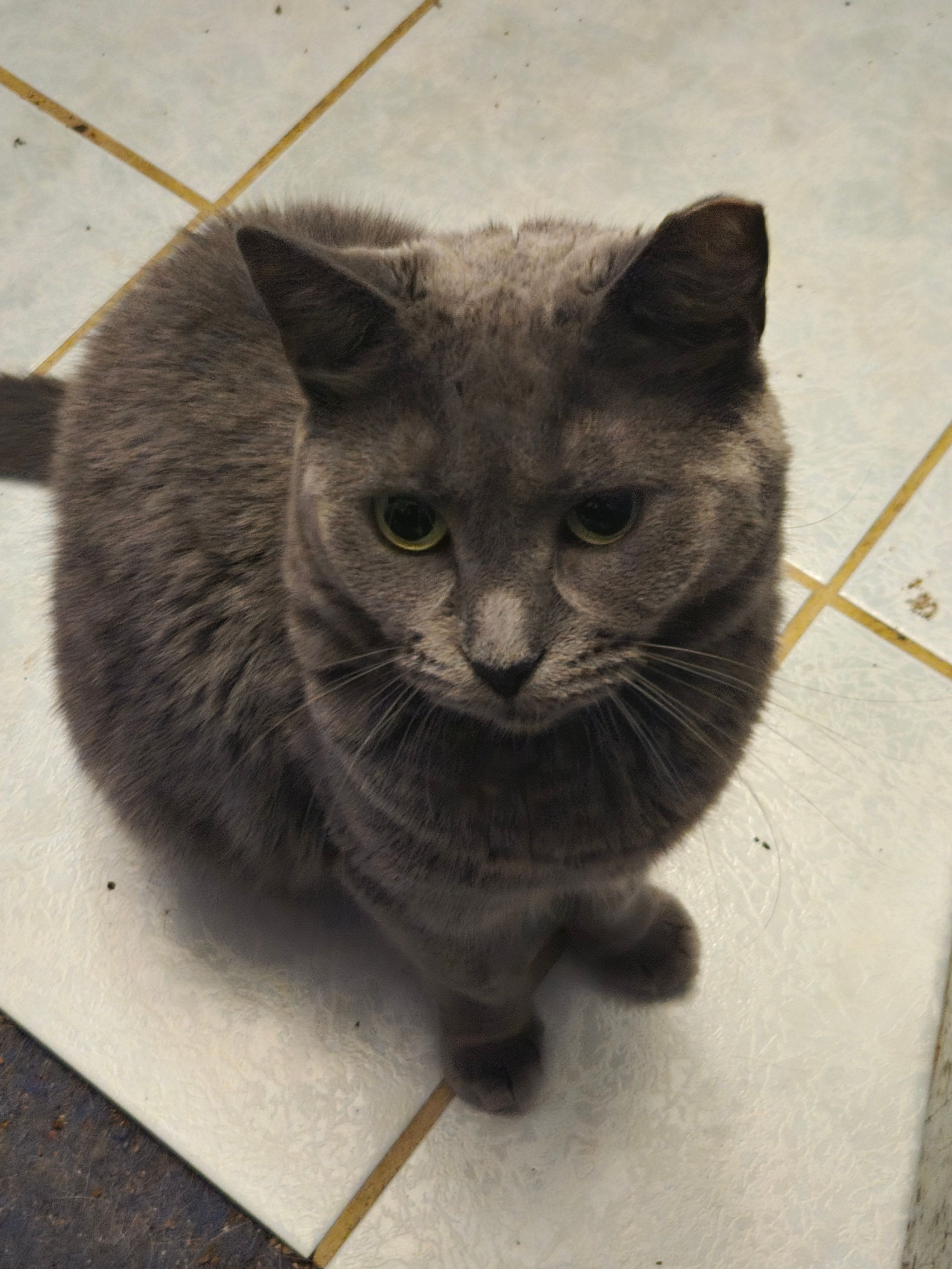 The C﻿oalition for Feral Cats of Lehigh Valley