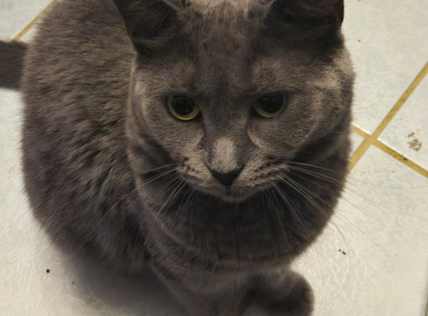 The Coalition for Feral Cats of Lehigh Valley