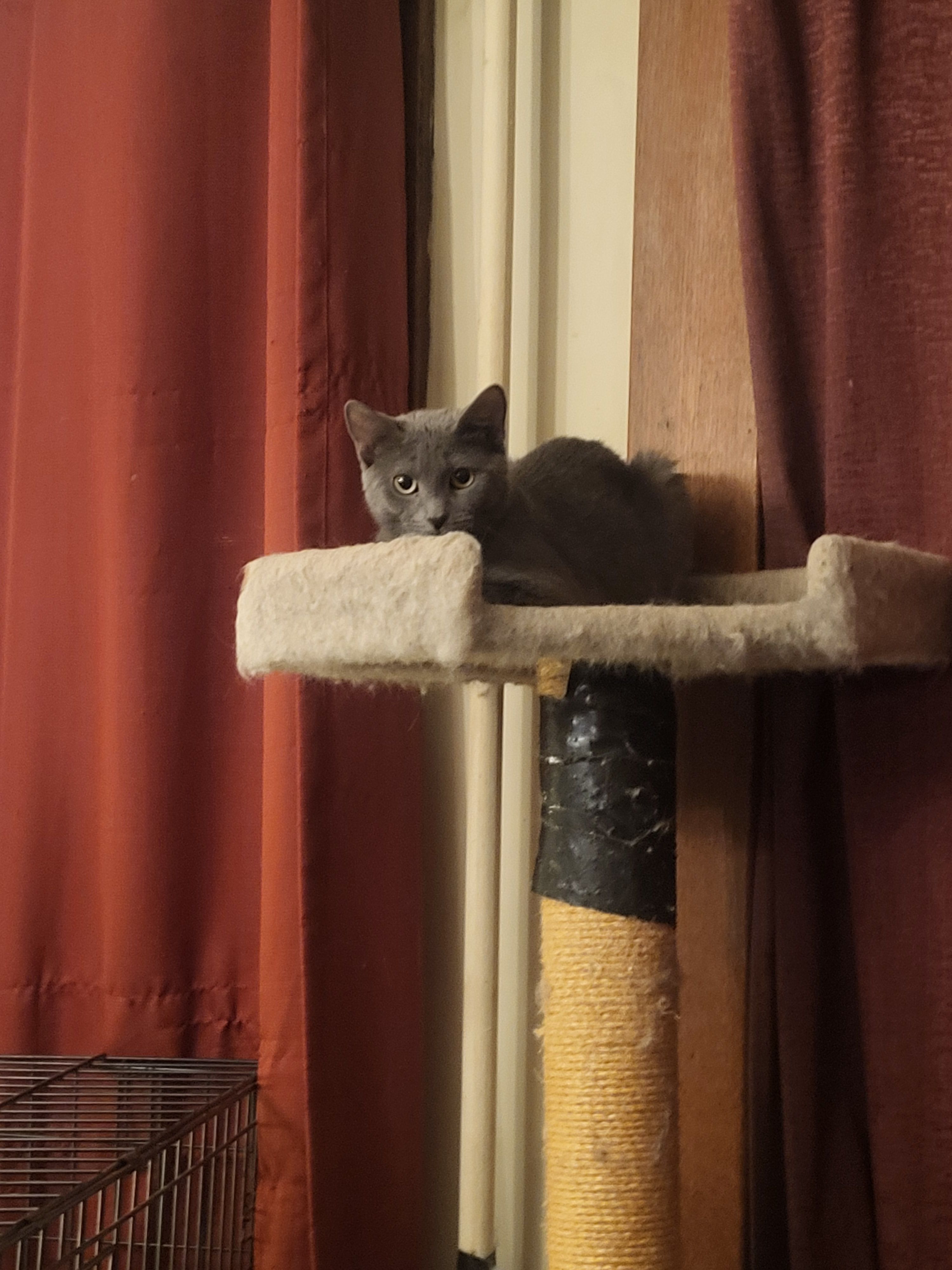 The C﻿oalition for Feral Cats of Lehigh Valley