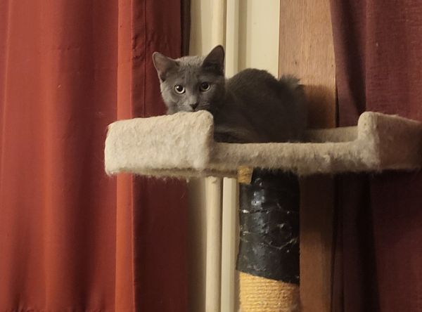 The Coalition for Feral Cats of Lehigh Valley