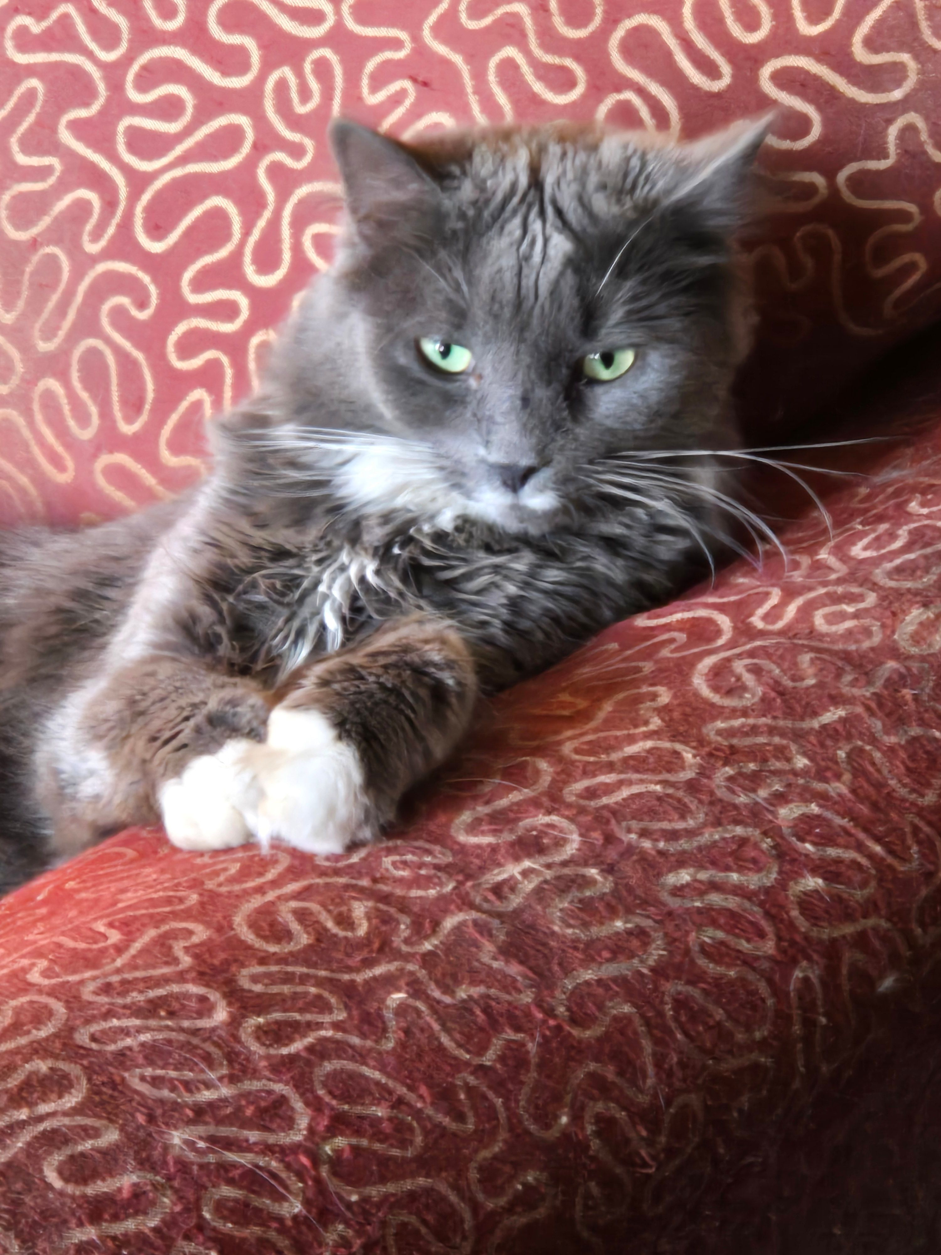 The C﻿oalition for Feral Cats of Lehigh Valley