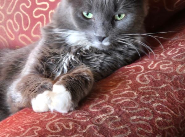 The Coalition for Feral Cats of Lehigh Valley