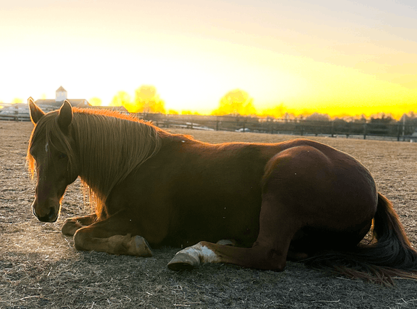 Live Lucky Equine Rescue