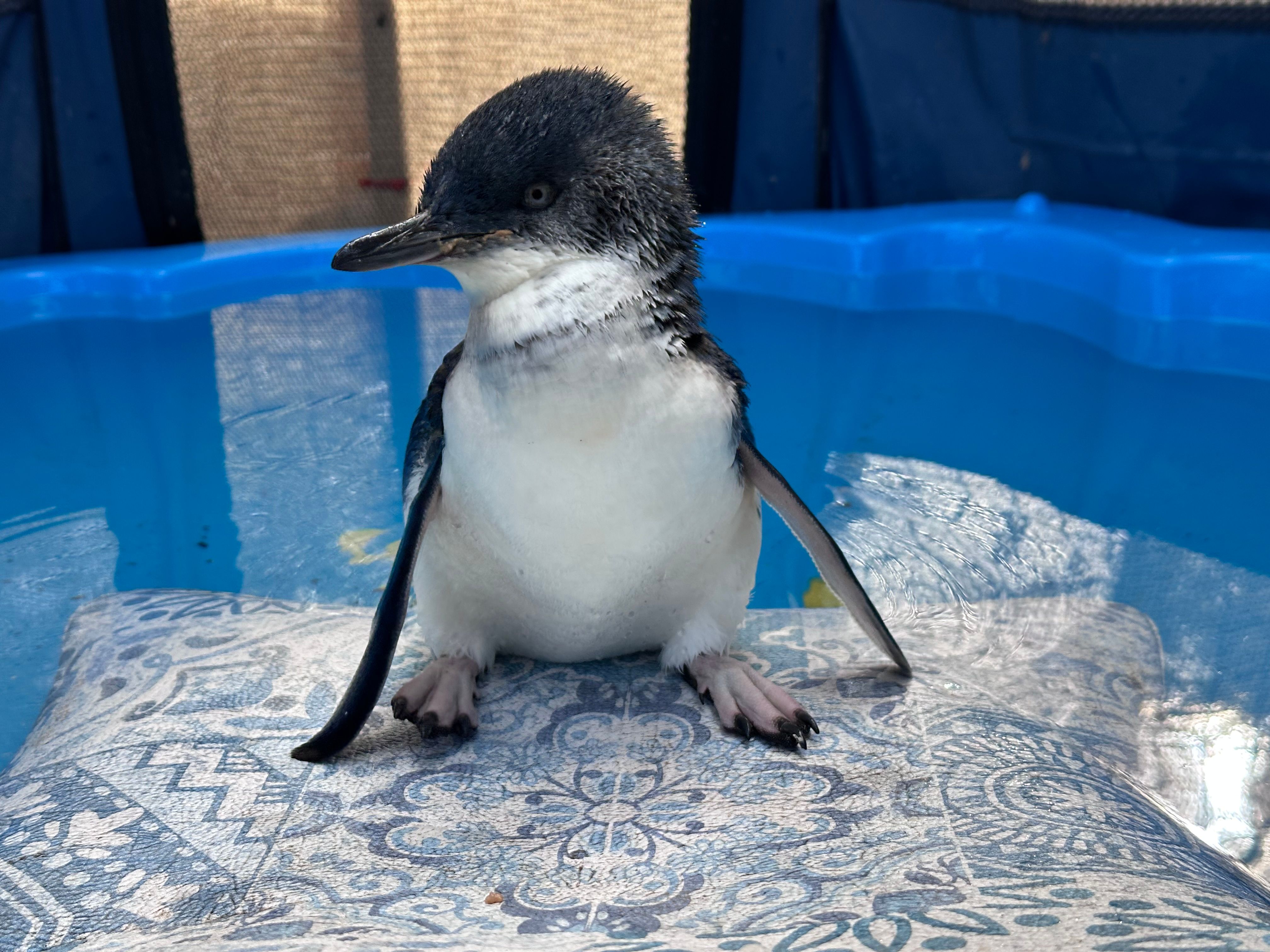 Esperance Wildlife Sanctuary Inc.