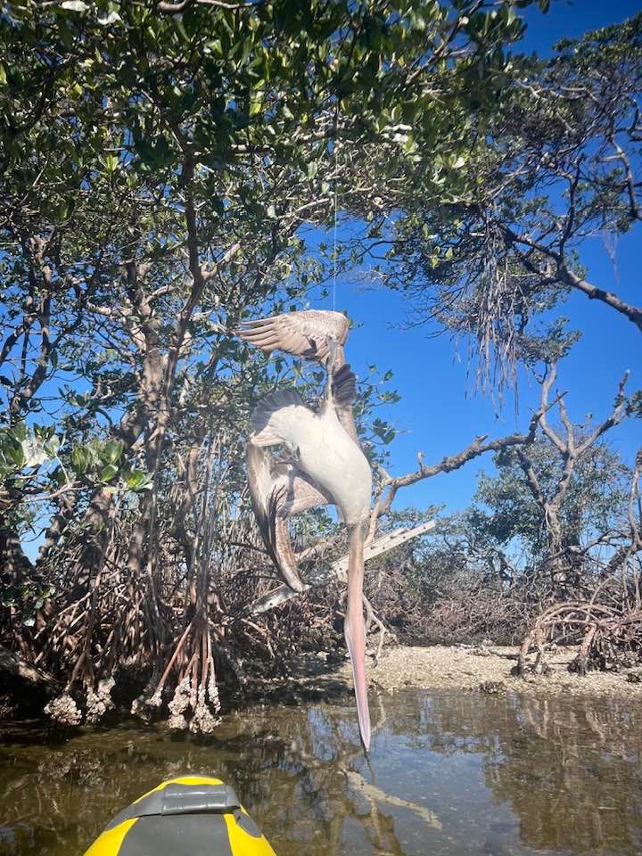 Friends of the Pelicans, Inc.