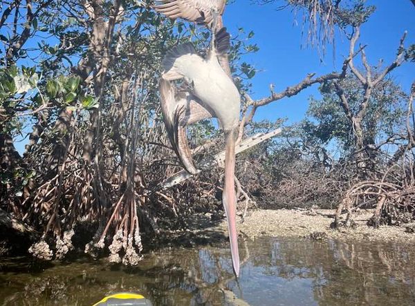 Friends of the Pelicans, Inc.