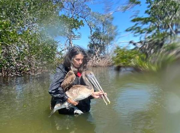 Friends of the Pelicans, Inc.