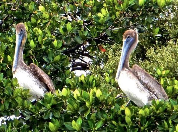 Friends of the Pelicans, Inc.