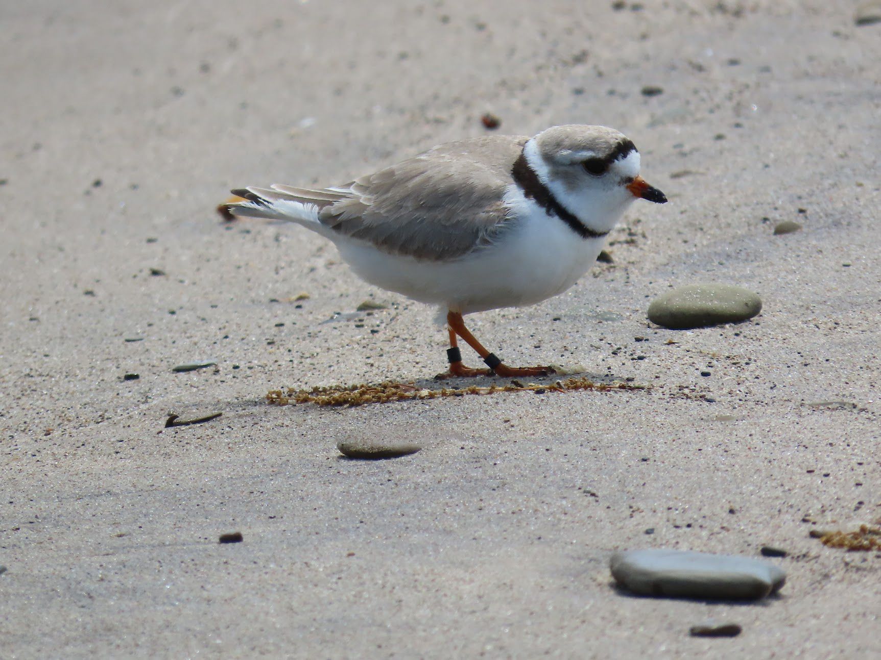 Erie Bird Observatory
