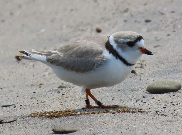 Erie Bird Observatory