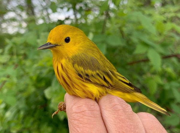 Erie Bird Observatory