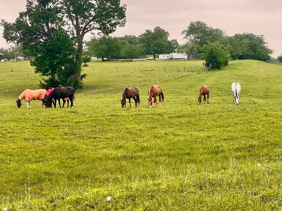 GoldStar Horse Rescue and Sanctuary