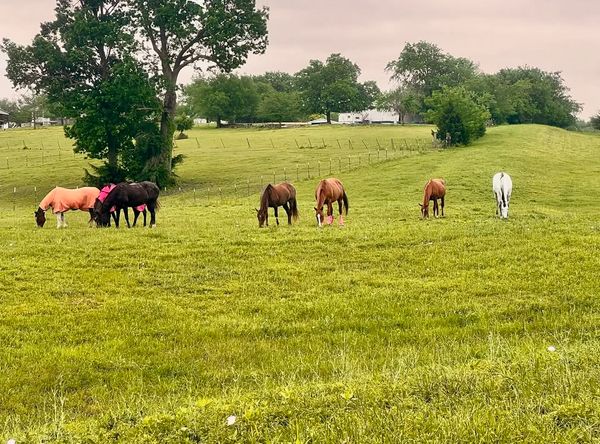 GoldStar Horse Rescue and Sanctuary