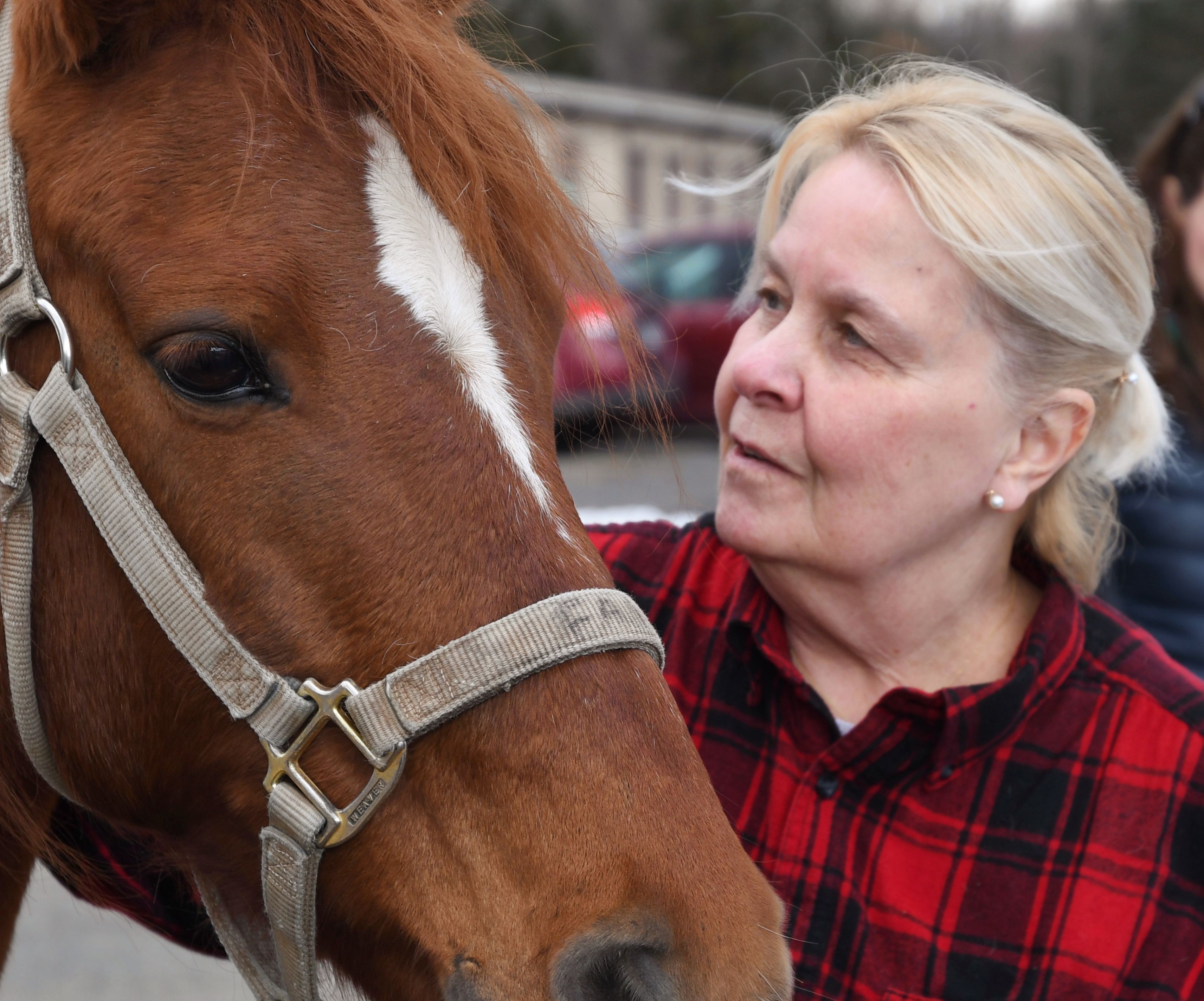 US Horse Welfare & Rescue Organization