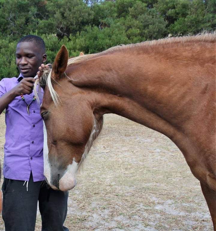 Tom Ro Haven for Equines and Children