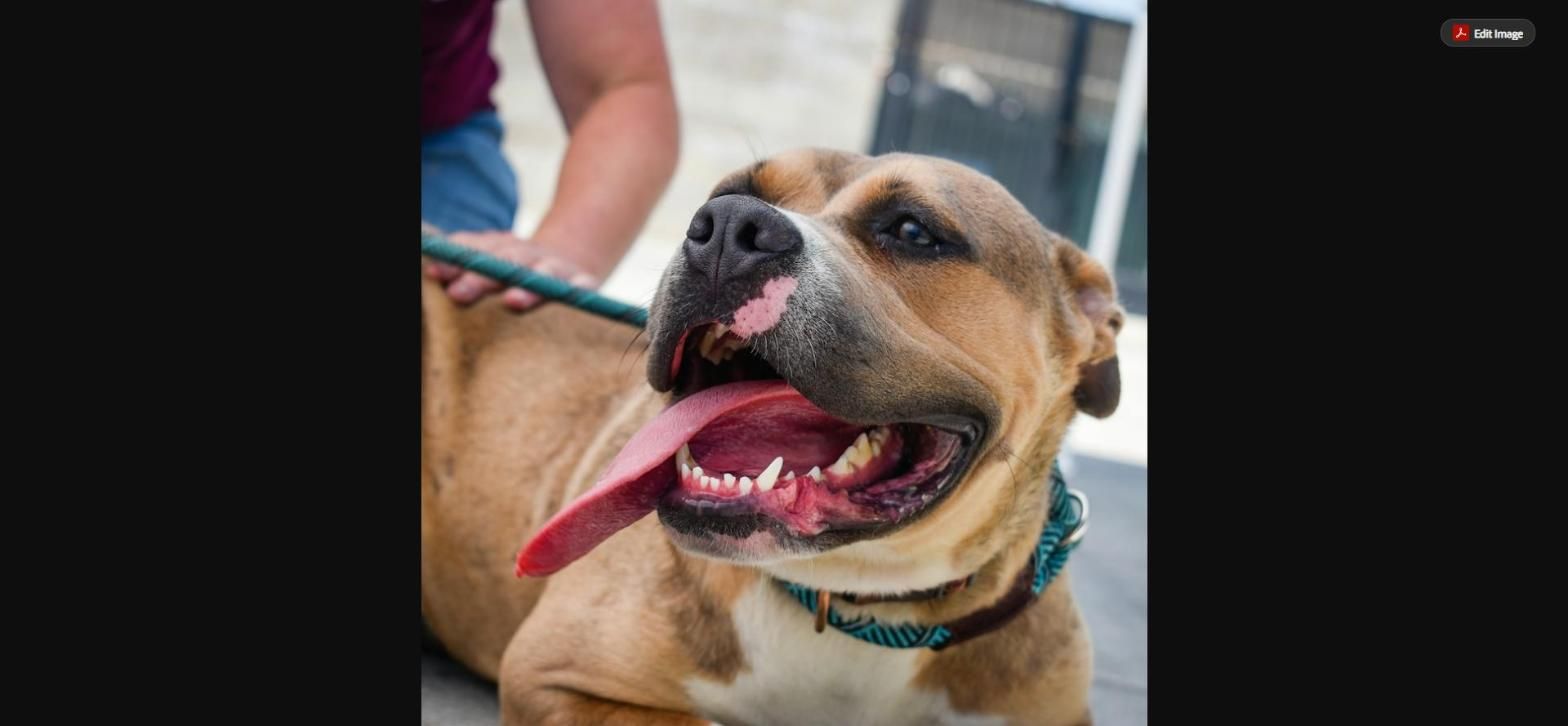 Rocky Mount Animal Advocates