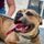Rocky Mount Animal Advocates