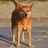 Salty Dog Sanctuary