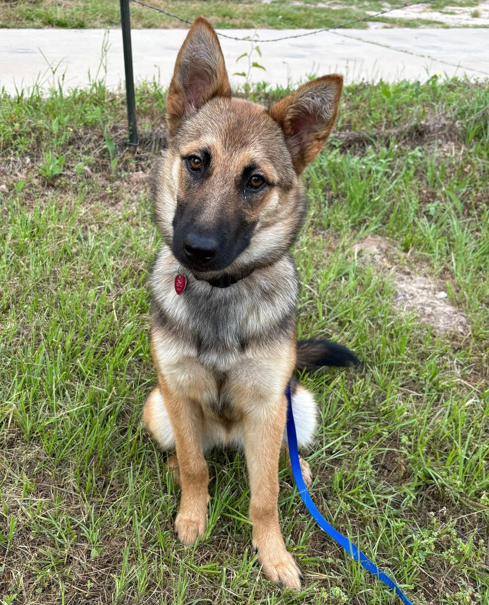 Pawsitive Place Rescue