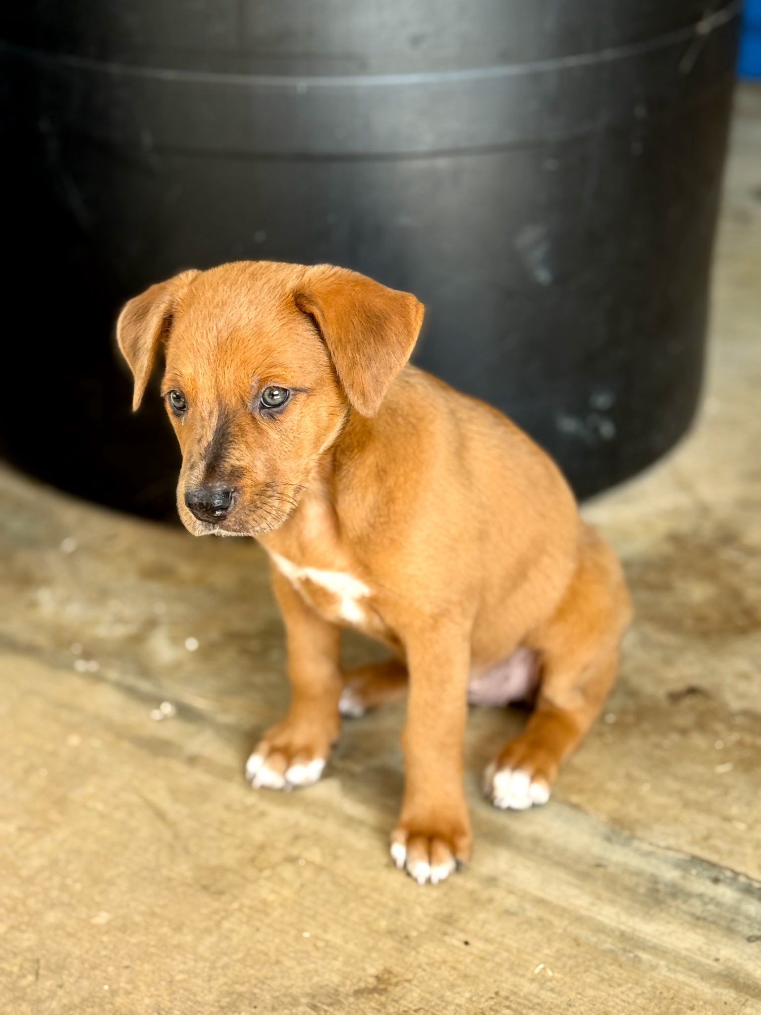 Pawsitive Place Rescue