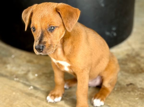 Pawsitive Place Rescue