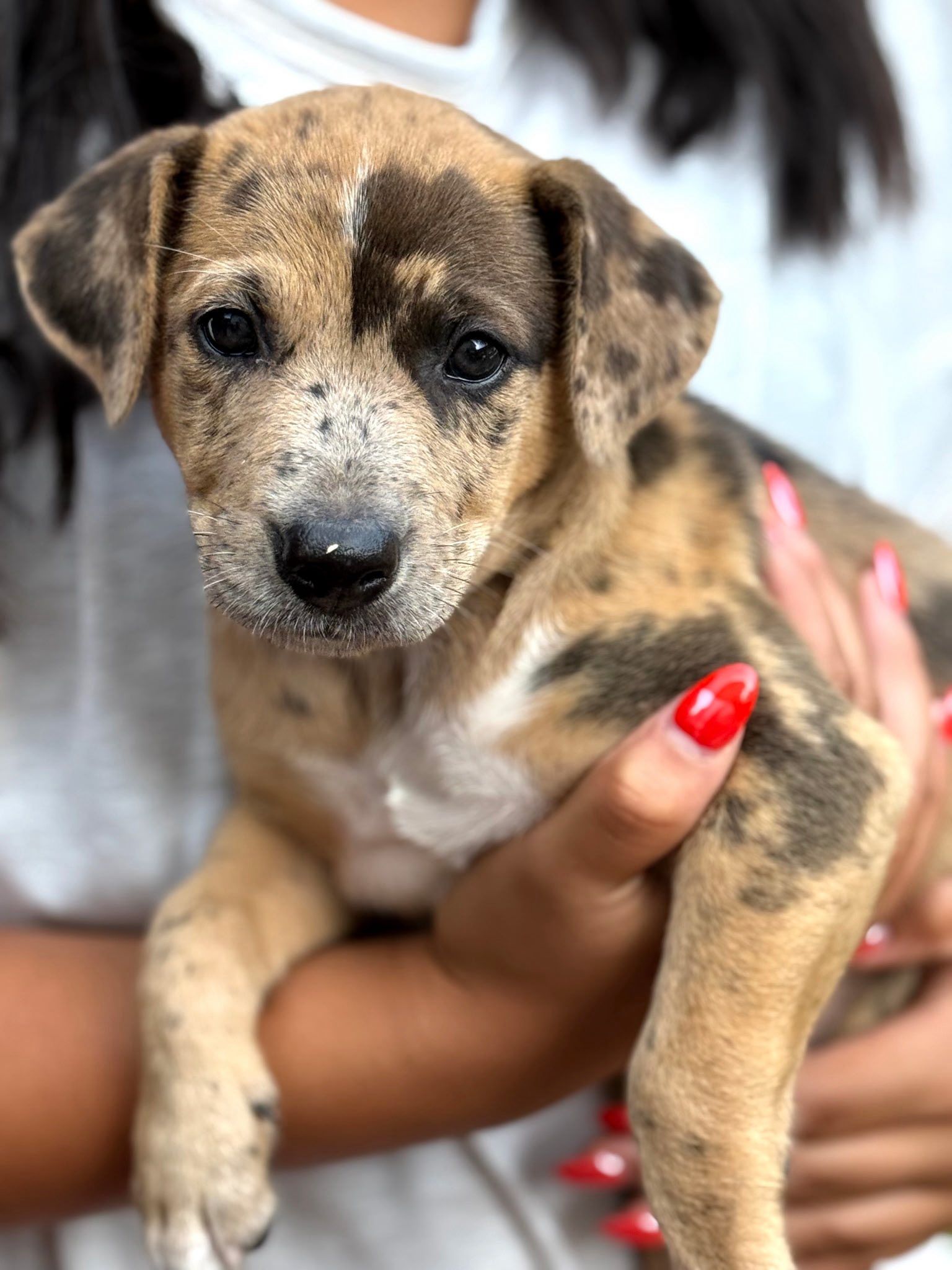 Pawsitive Place Rescue