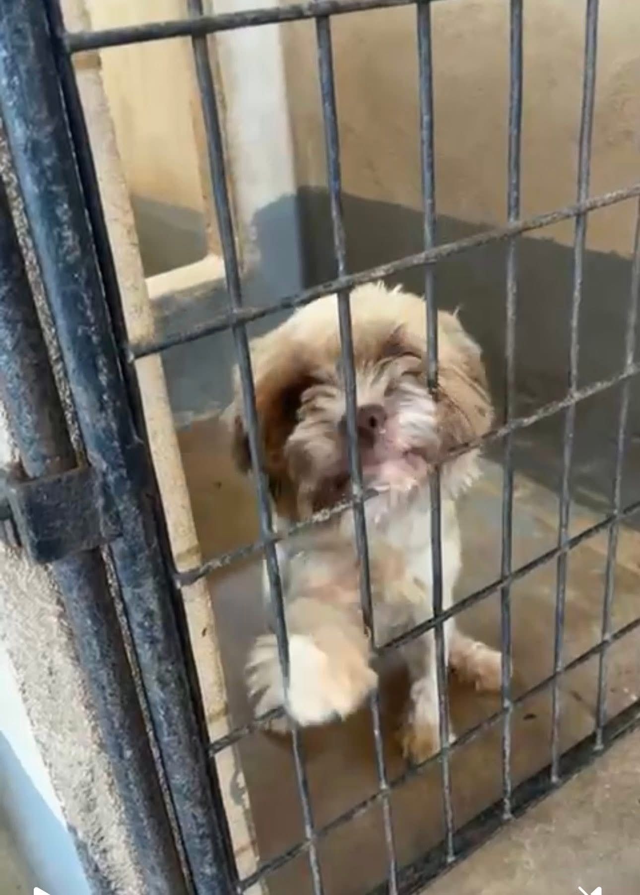 Altruistic Dog Rescue