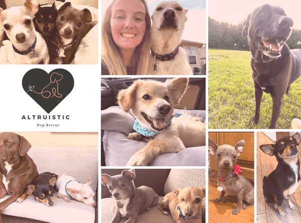 Altruistic Dog Rescue