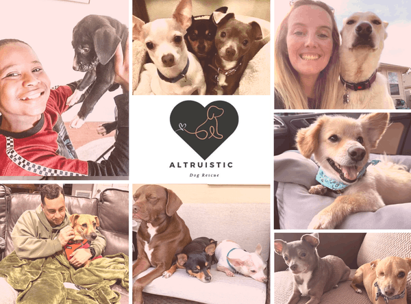 Altruistic Dog Rescue