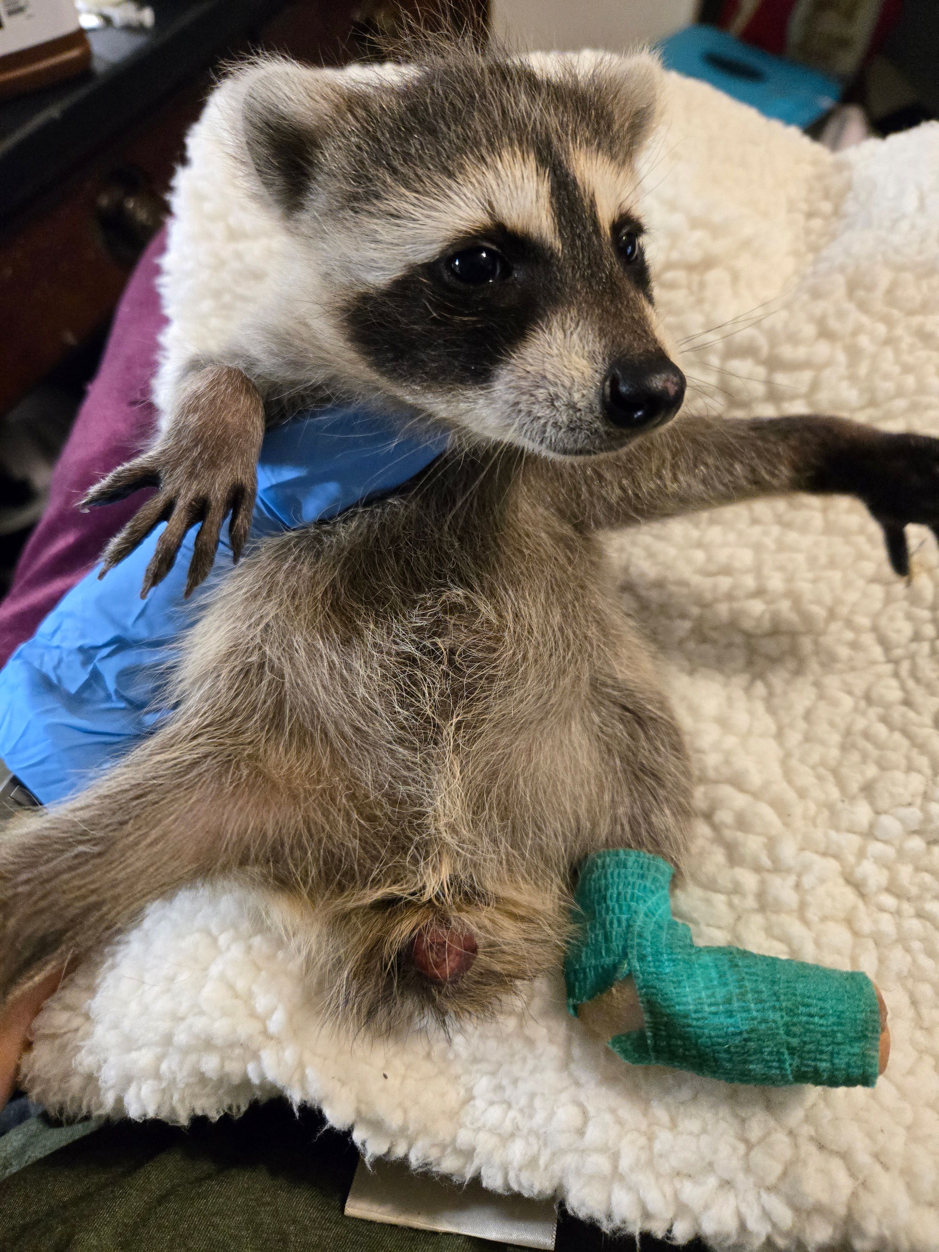 NC Wildlife Rehab Ltd