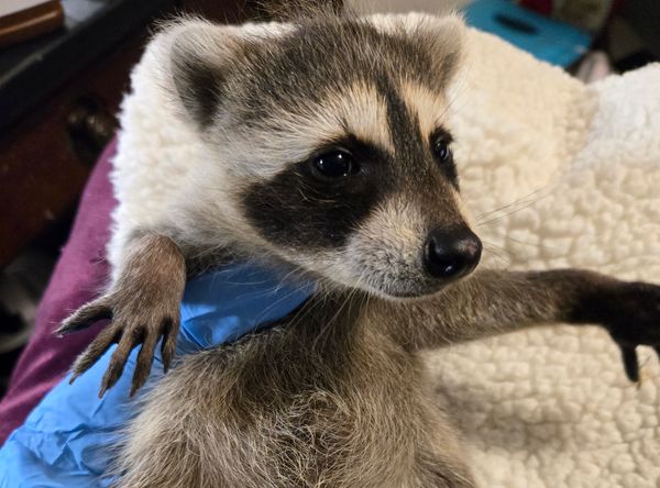 NC Wildlife Rehab Ltd