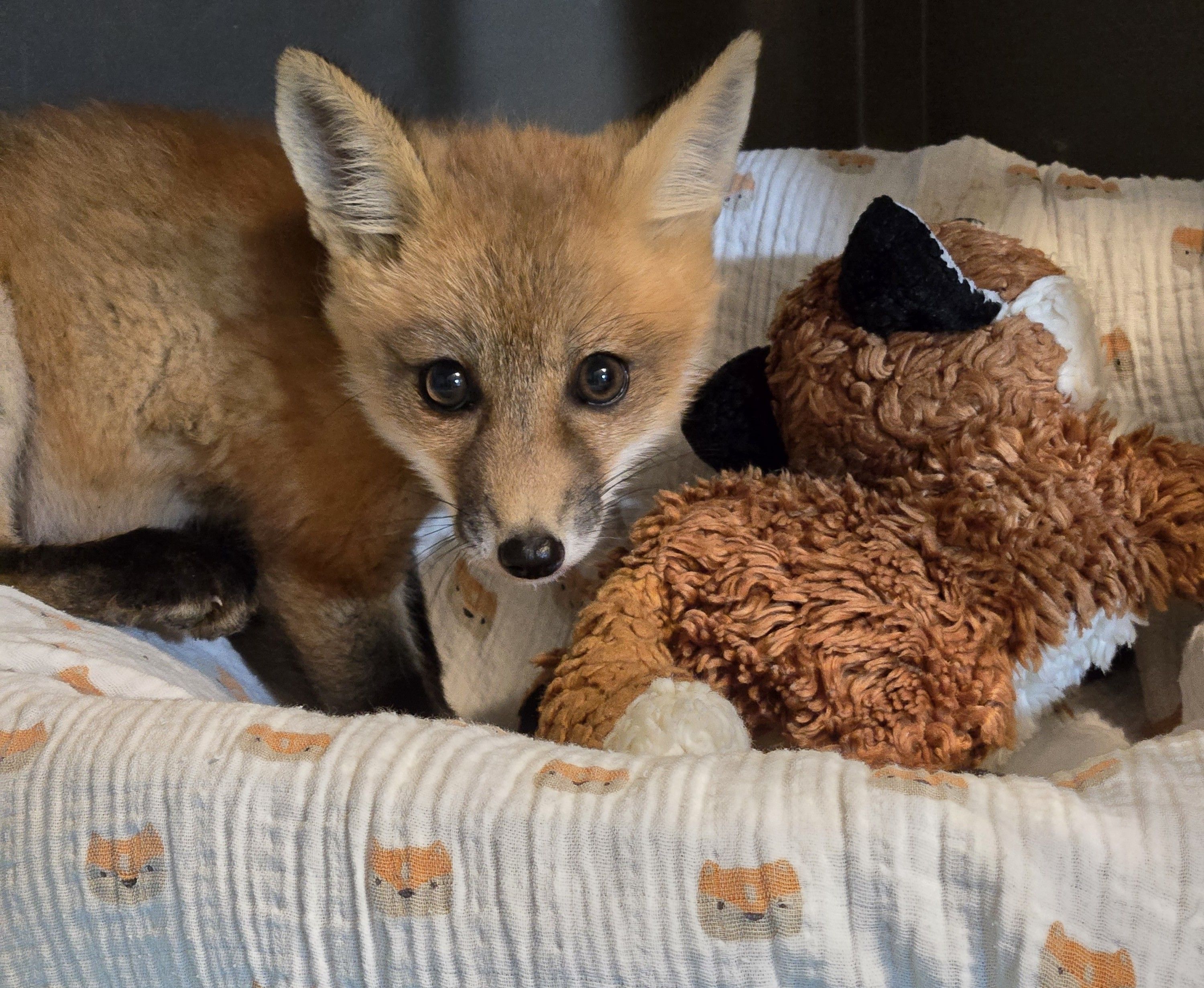 NC Wildlife Rehab Ltd